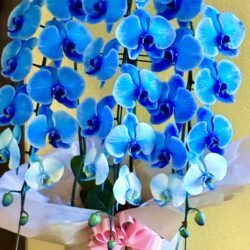 青い胡蝶蘭の物語/ The Story of the Blue Orchid